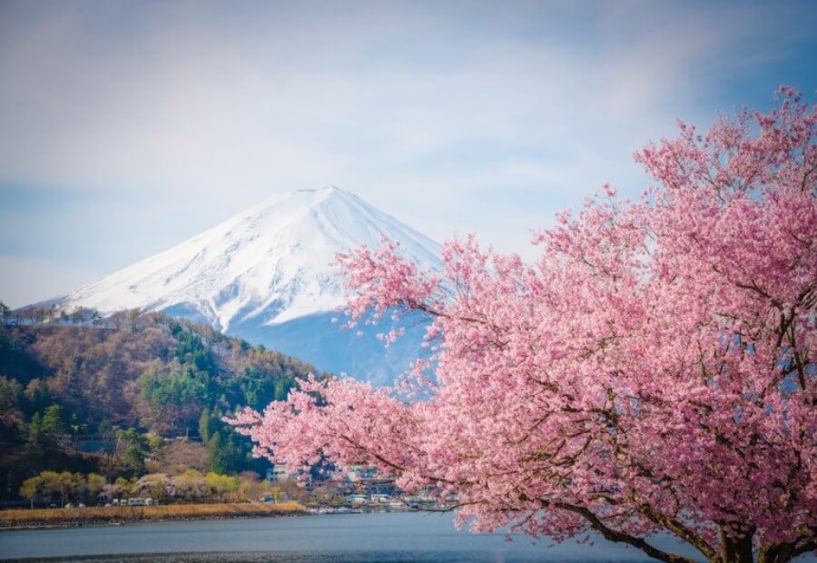일본 봄 기간