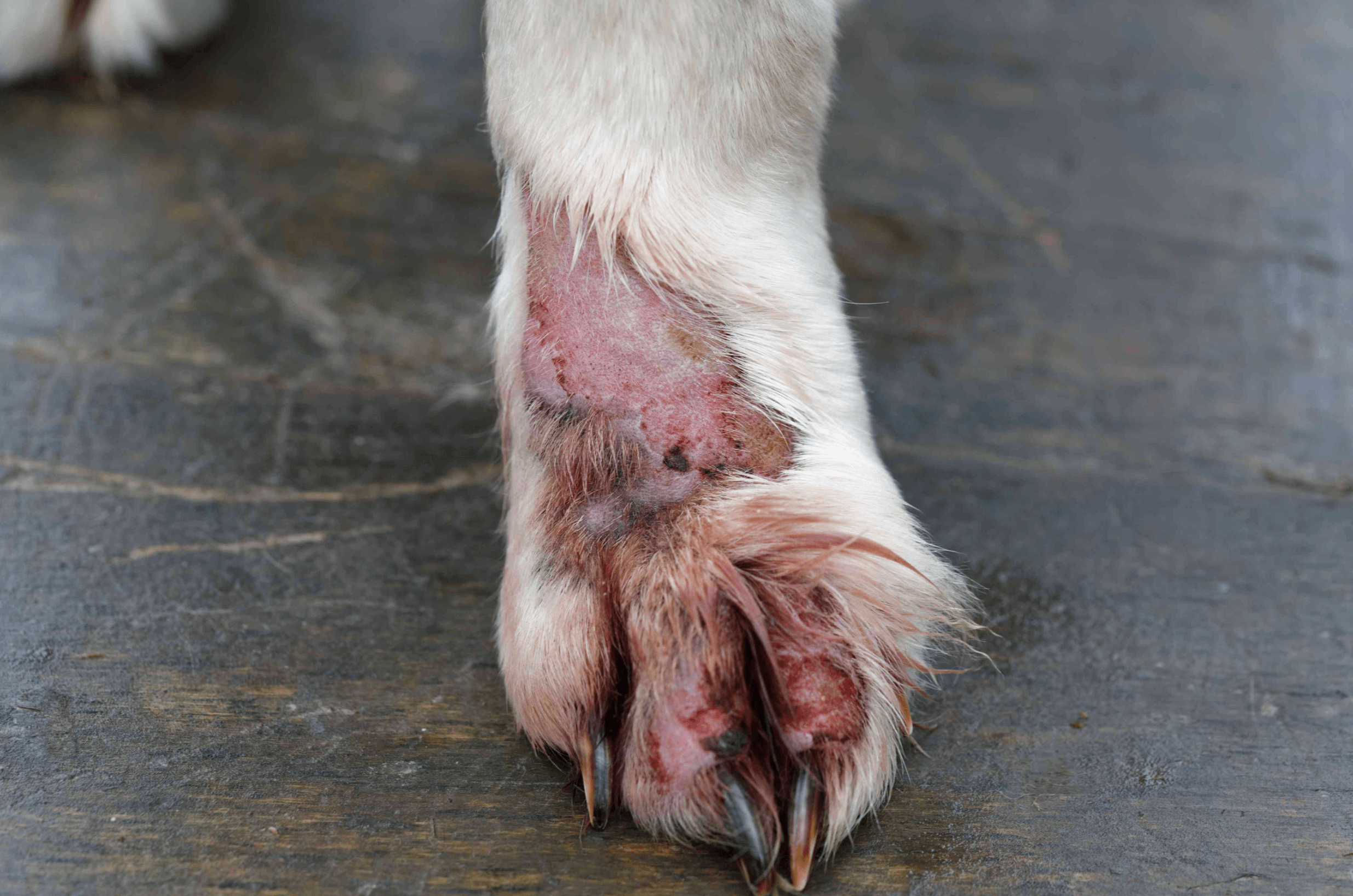 강아지-피부병-2차감염