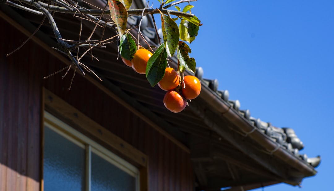 Persimmon