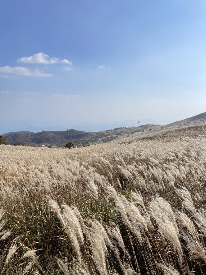 황매산-억새군락지