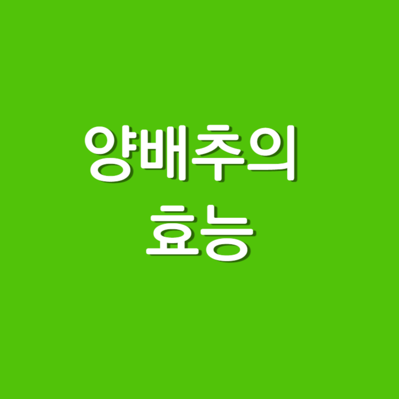  양배추의 효능과 섭취할때 주의 할점