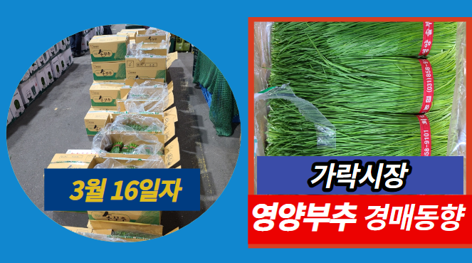  [경매사 일일보고] 3월 16일자 가락시장 영양부추 경매동향을 살펴보겠습니다!