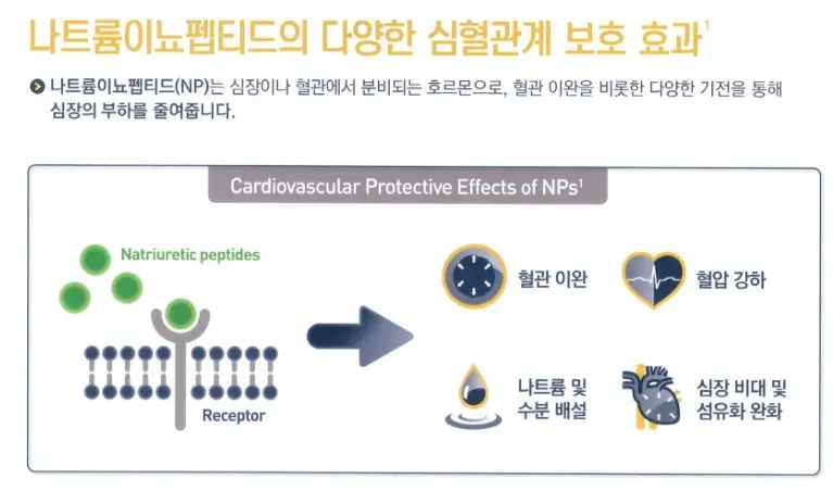 나트륨이뇨펩티드-심혈관-보호효과