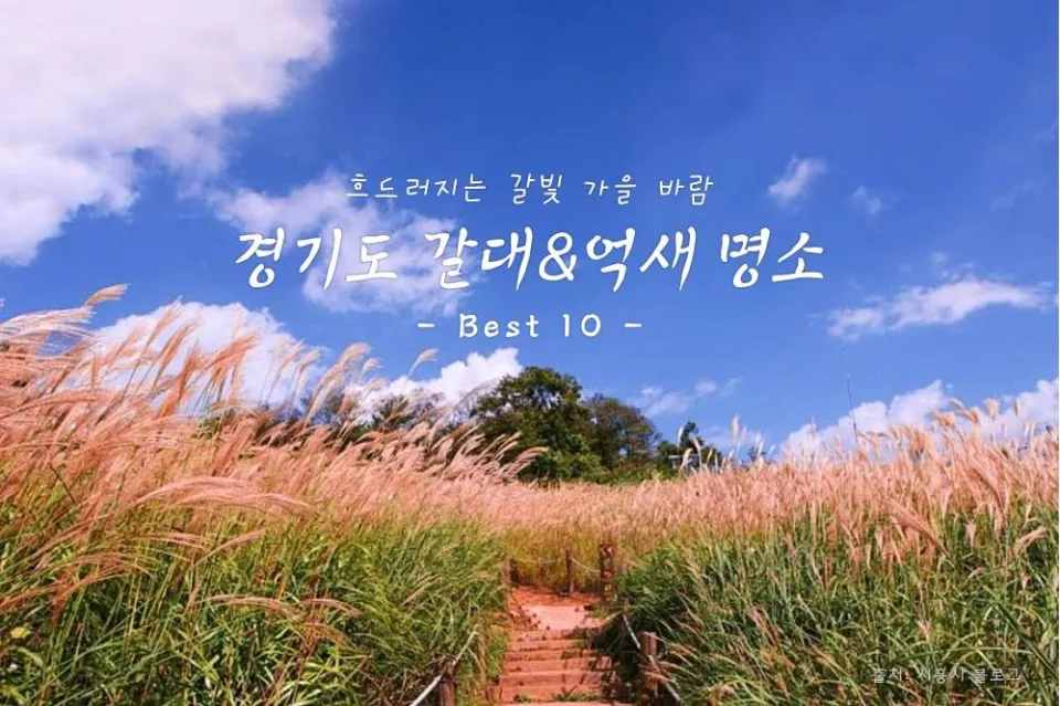 가을 감성 폭발하는 억새 명소 총정리 완벽 여행 가이드_1