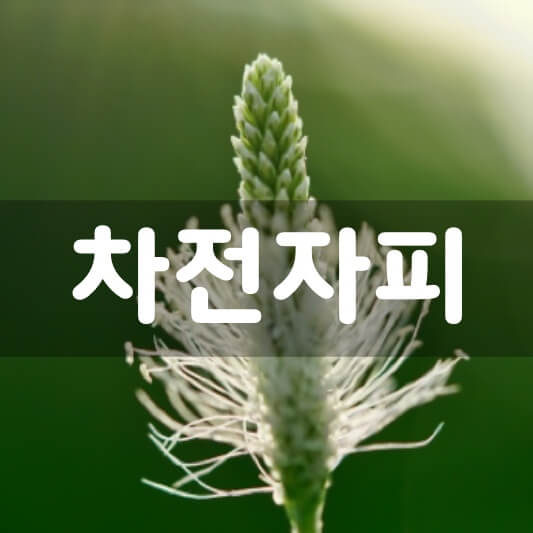  차전자피 효능 및 부작용 3가지, 먹는법 알고 먹어야 효과가 있습니다
