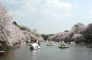 강 위에 오리배들이 떠 있고 주변에 벚꽃 나무들이 피어있다.