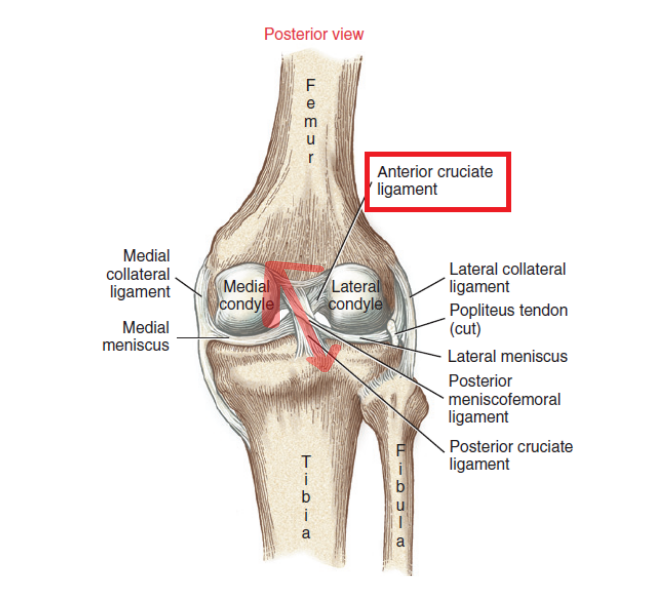 앞십자인대 구조(acl 구조)