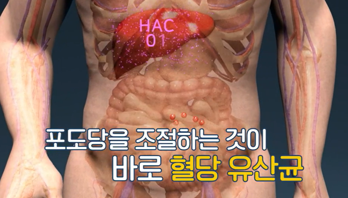 혈당 유산균