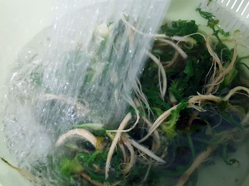 2월 제철 반찬 : 냉이된장무침 맛있게 만드는 법
3. 데친 냉이 찬물에 씻기