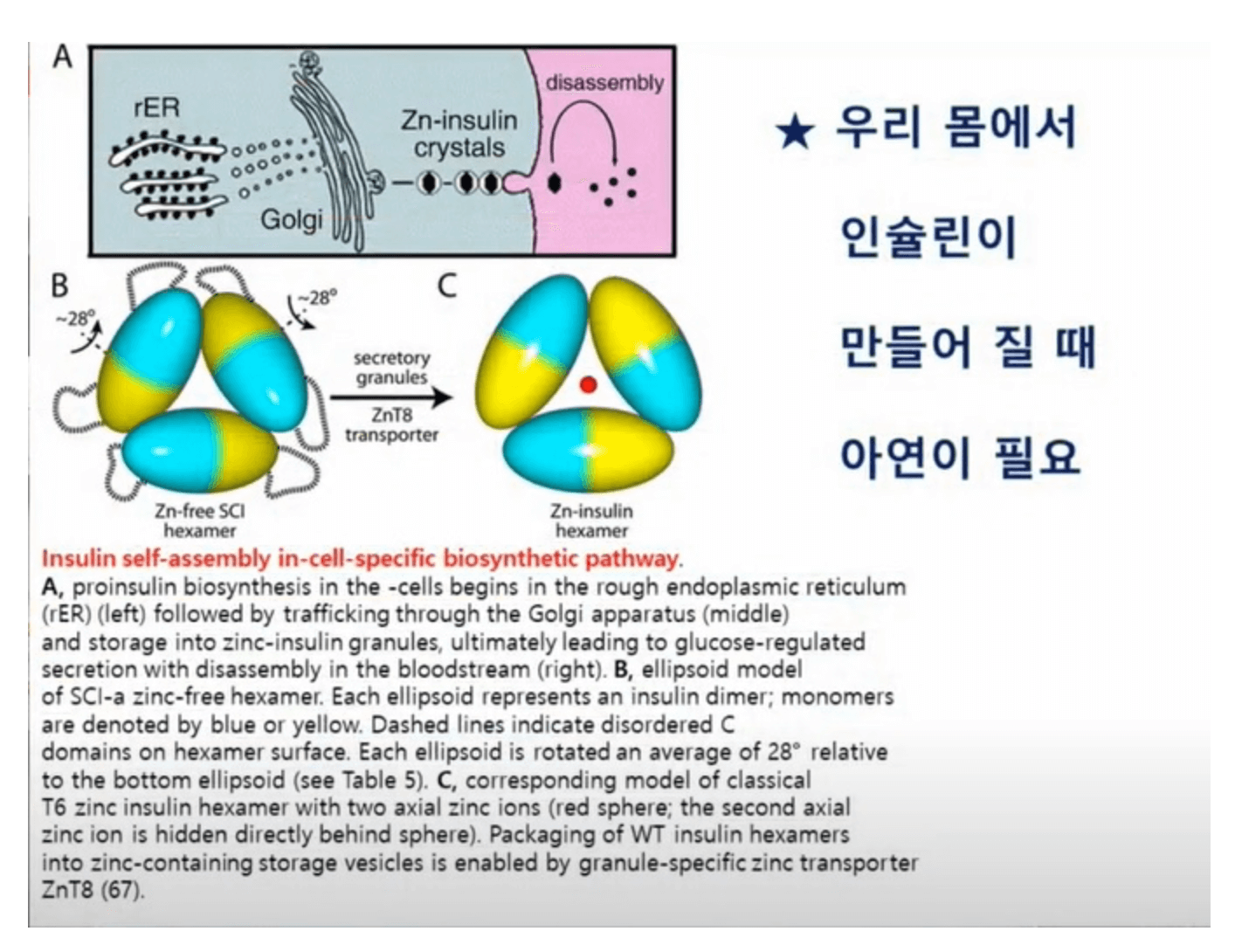 우리 몸에서 인슐린이 만들어 질때 아연이 필요 합니다