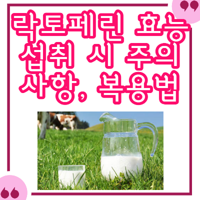 락토페린