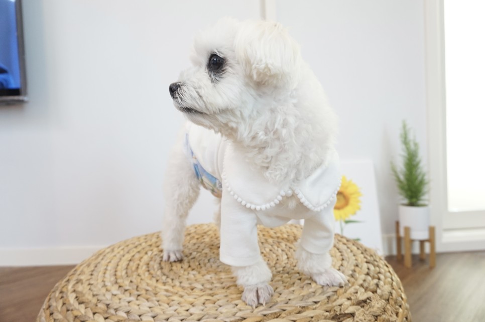 옷 쇼핑몰 강아지옷 쇼핑몰예쁜 31