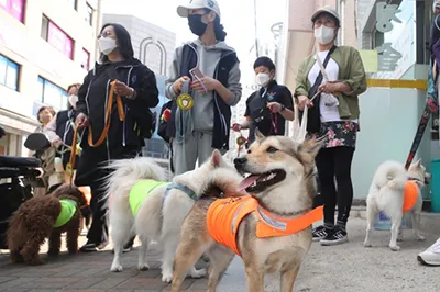 제주 댕댕이 안전지킴이