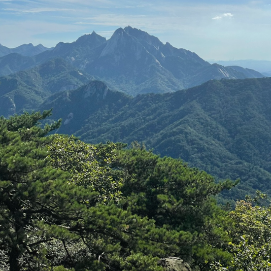 산-나무