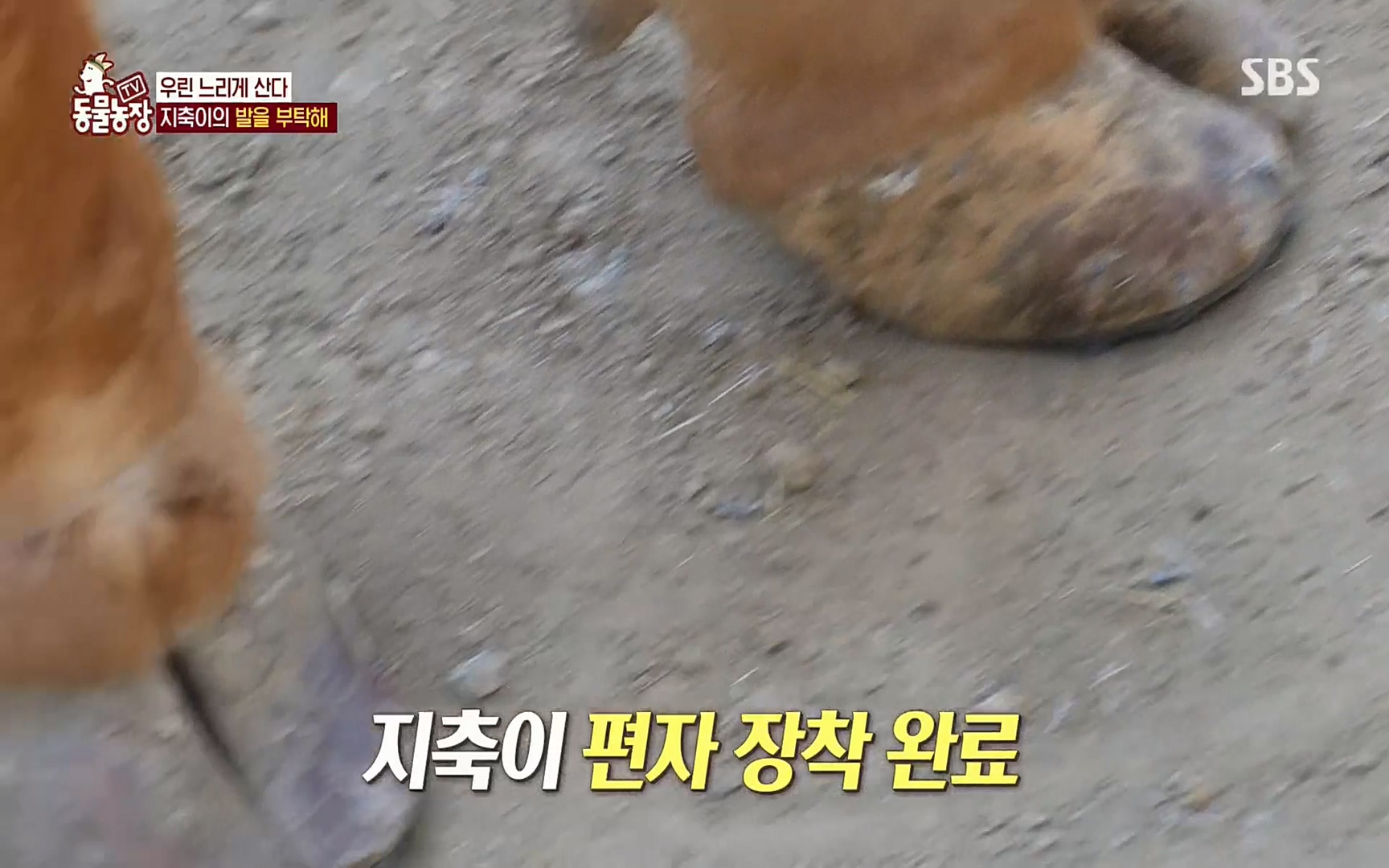 TV 동물농장.E1074.220619p.H264-F1RST.mp4_20220619_181921.980.jpg