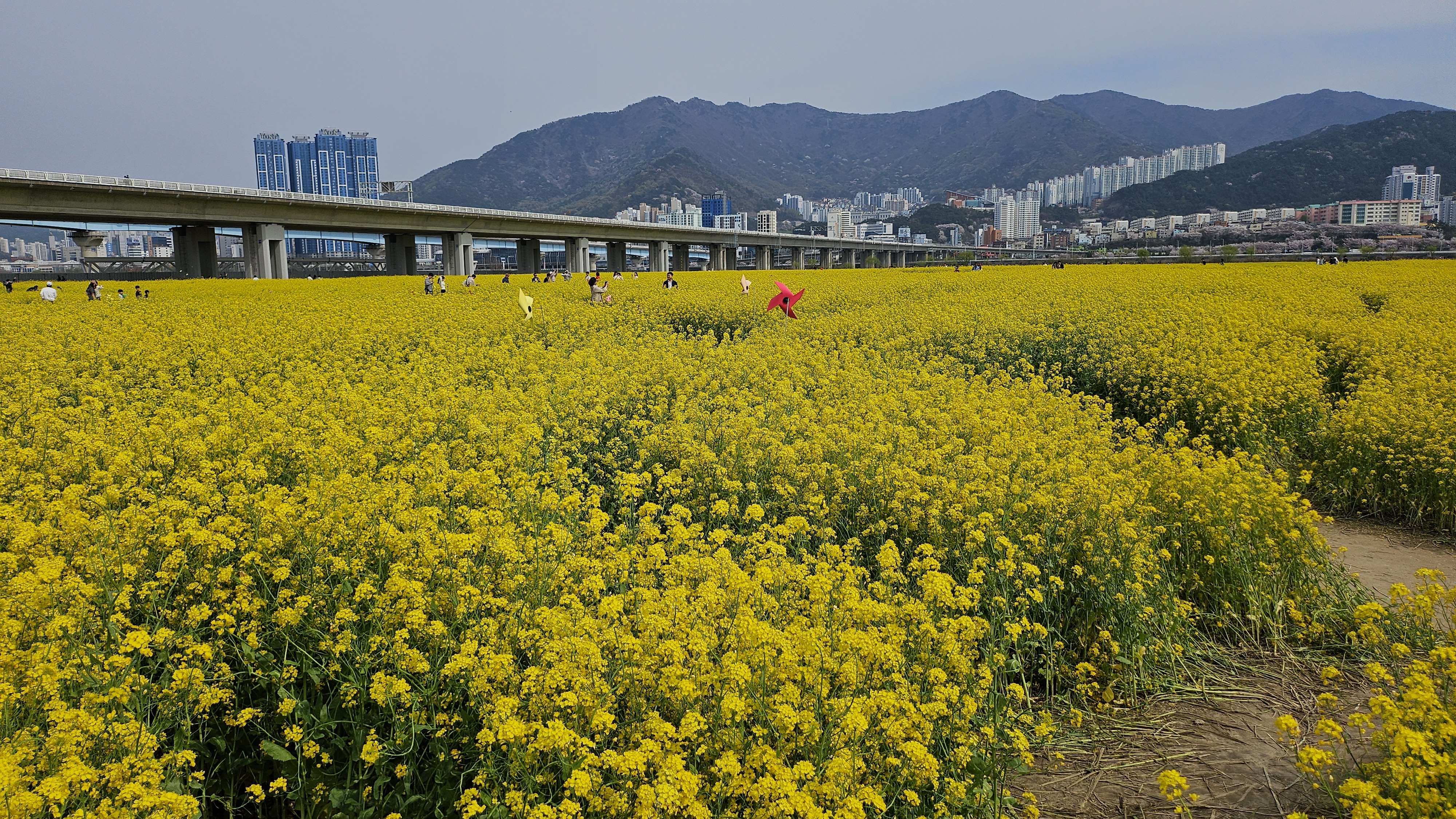 대저생태공원 유채꽃