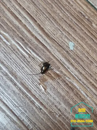 바퀴벌레 퇴치방법 총정리_21
