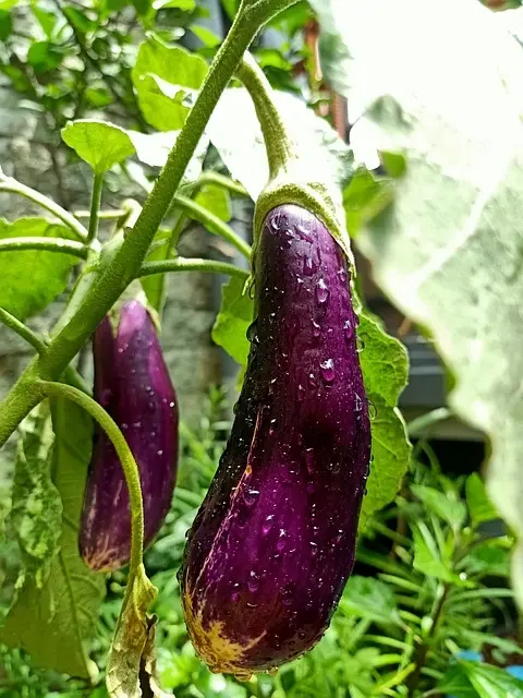 가지 재배 방법