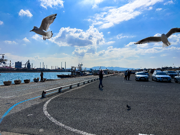 포항갈매기
