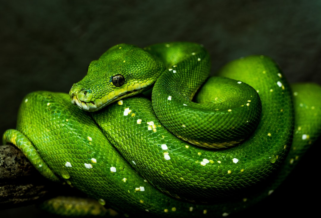 Snake