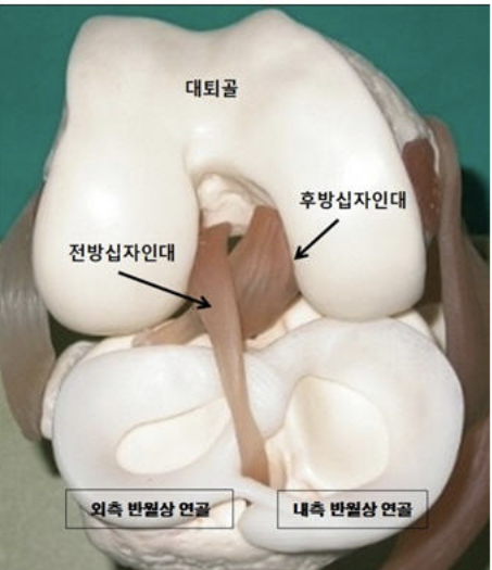 무릎 관절의 해부학 구조