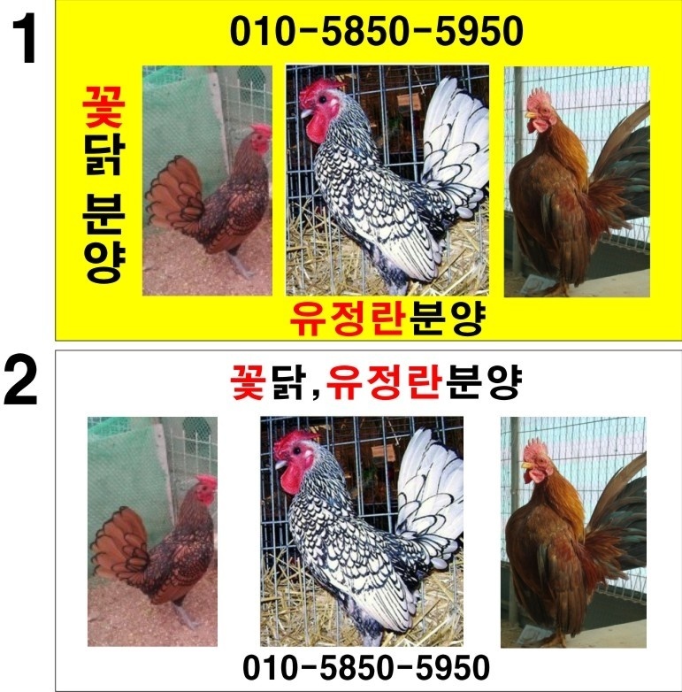  꽃닭, 유정란 병아리 분양 합니다!!!!!!