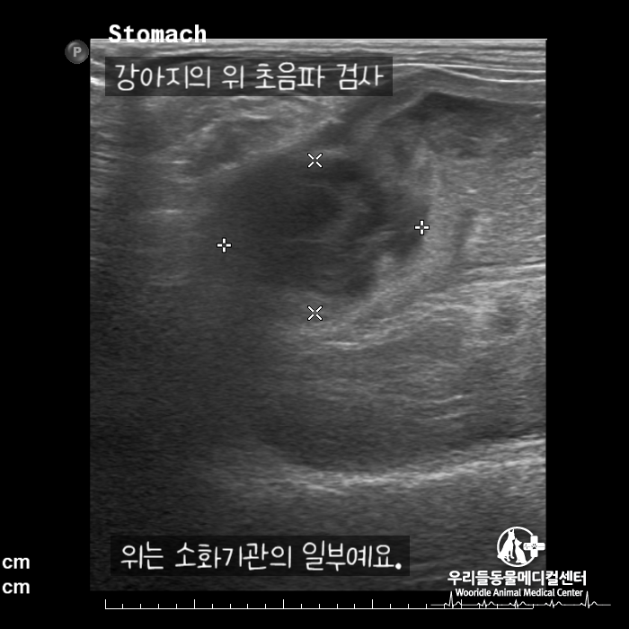 수술 후 마시티닙 항암치료 13살 노령견 강아지 위암 12