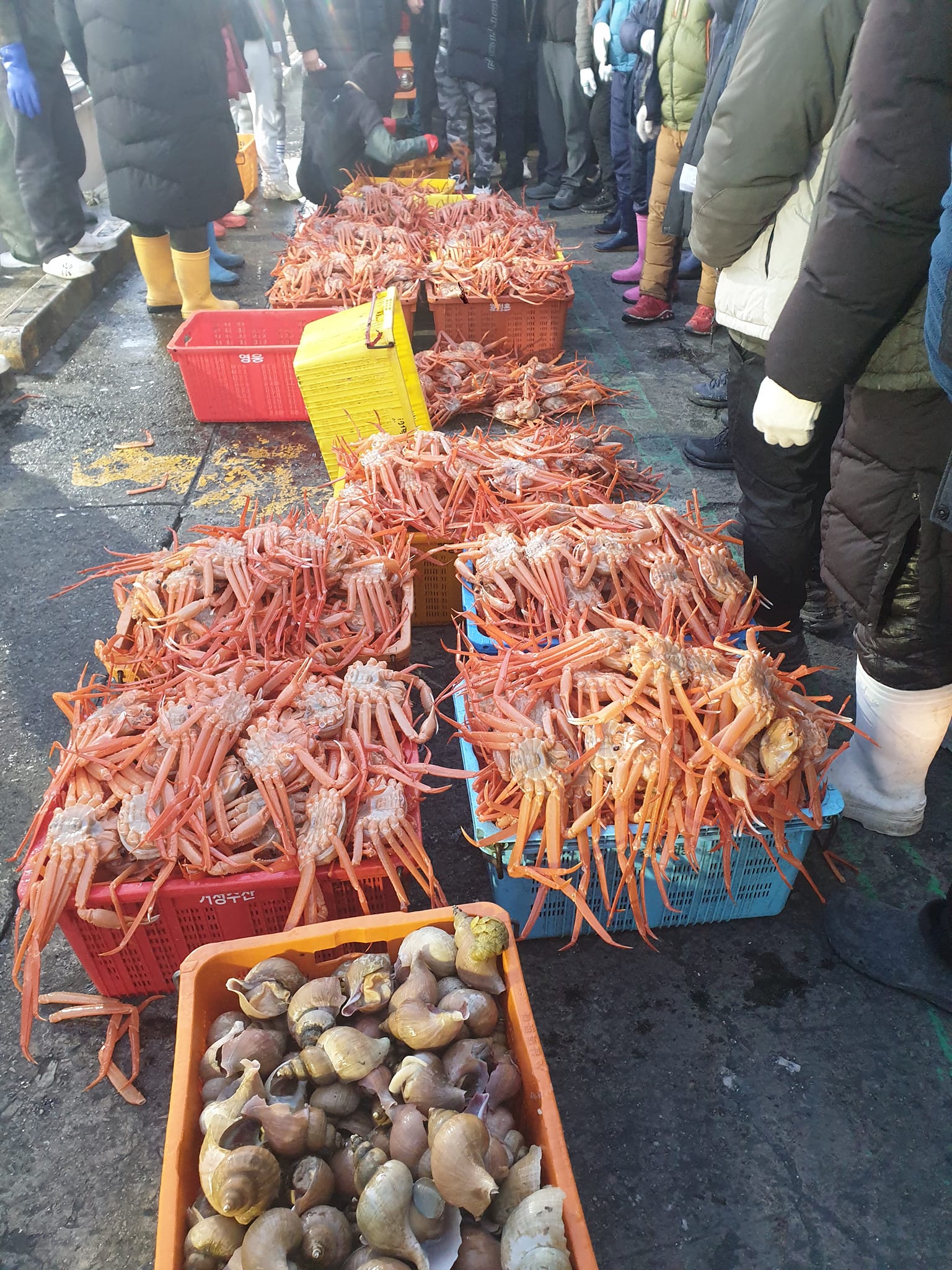오이소 홍게 무한리필 이미지