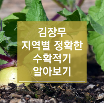 김장 무 수확 시기&#44; 지역별 정확한 수확 적기 알아보기 썸네일