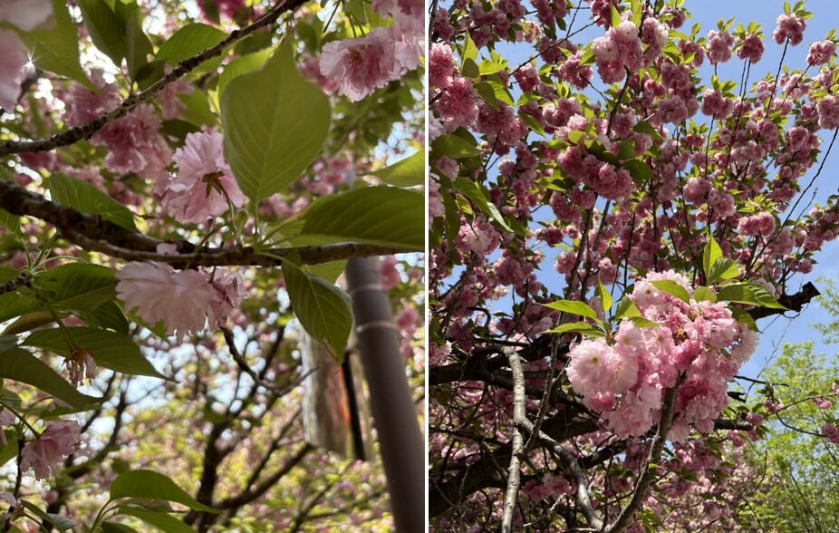 4월-전주-완산칠봉꽃동산-겹벚꽃나무-만개
