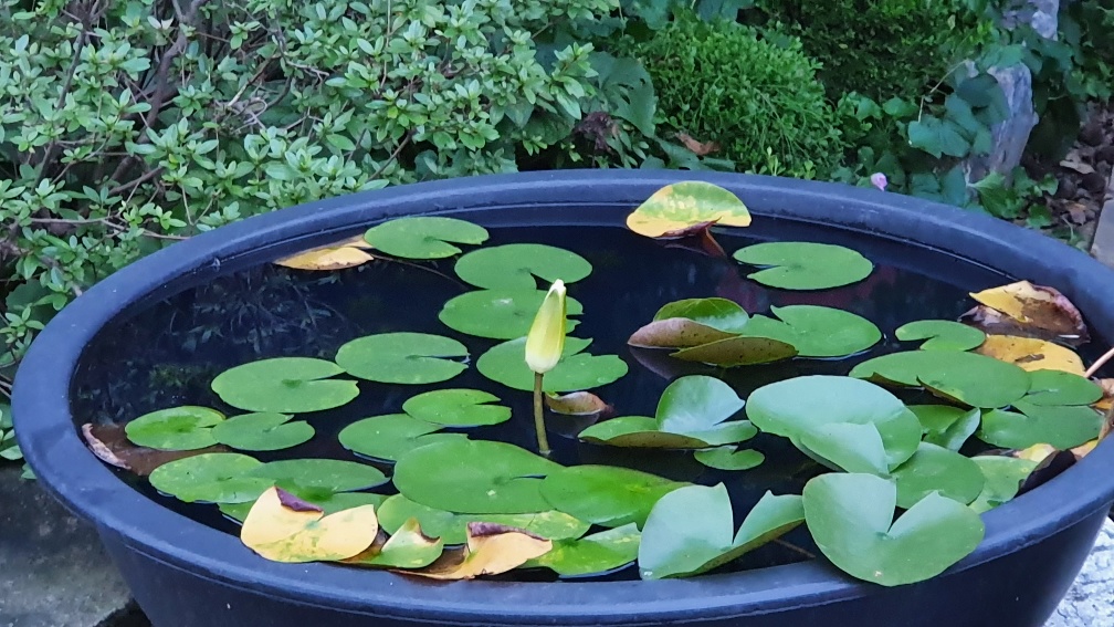 img.jpg