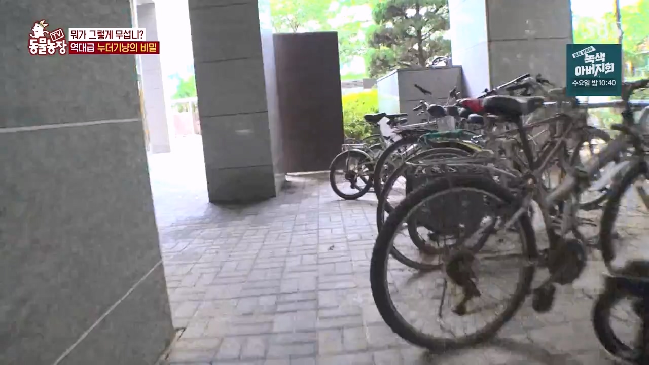 TV 동물농장.E1143.231030p-NEXT.mp4_20231029_164139.173.jpg