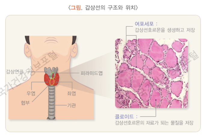 갑상선 구조와 위치