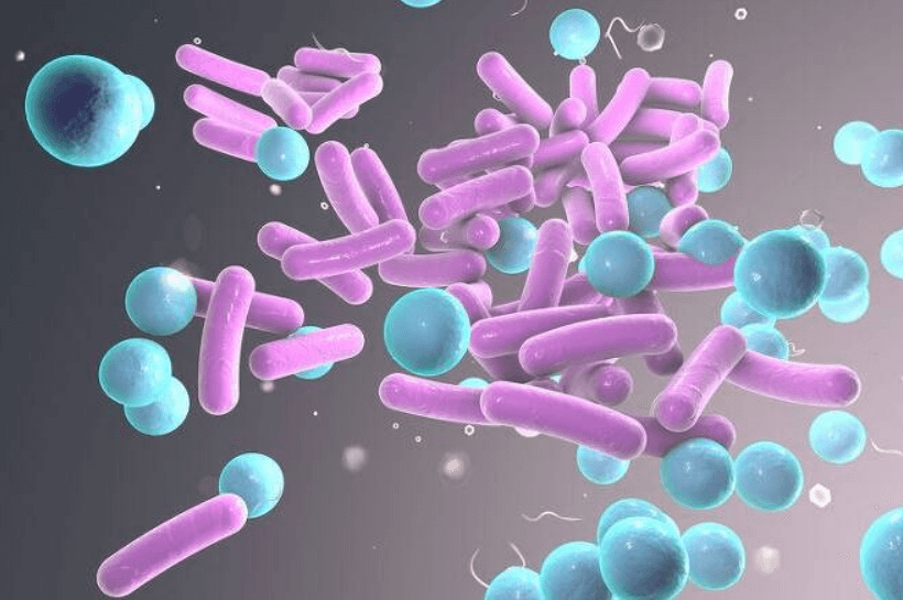 김치유산균-와이셀라-시바리아-JW15