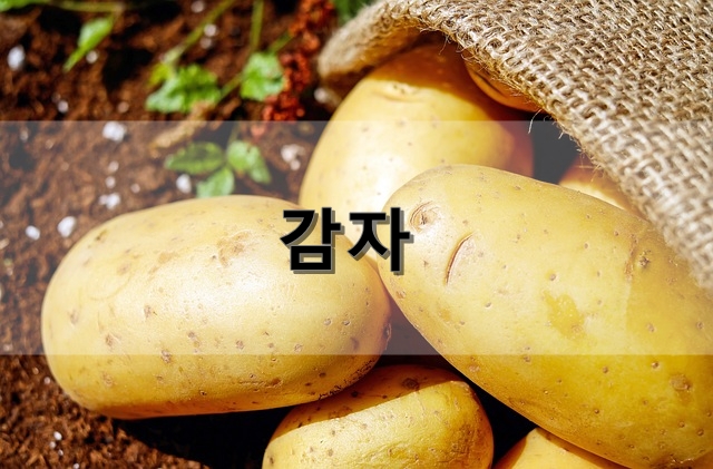 감자의 영양, 효능, 고르는 방법 등