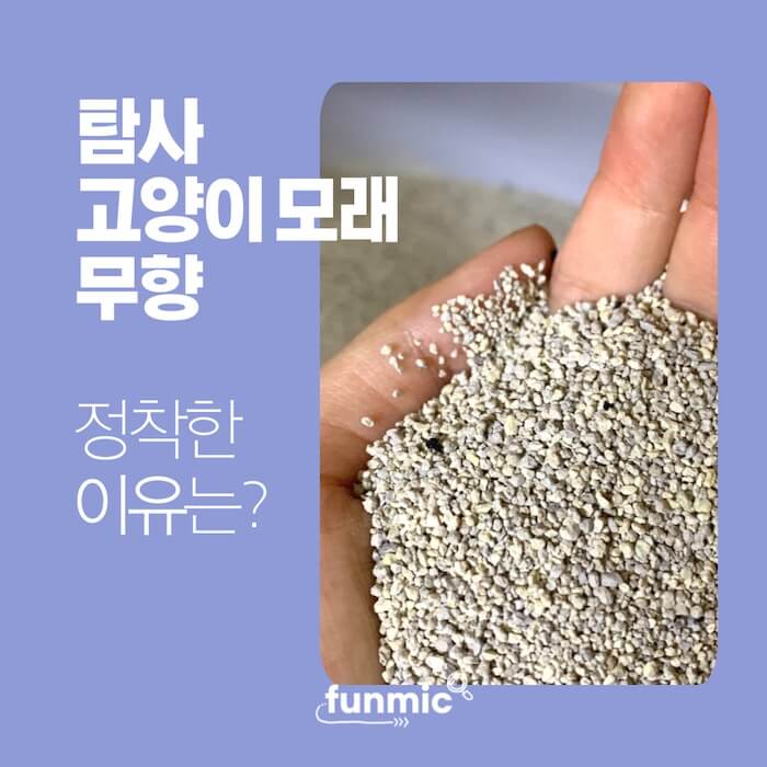 탐사-고양이-모래-입자