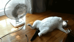 선풍기-고양이gif&lt;출처:giphy&gt;
