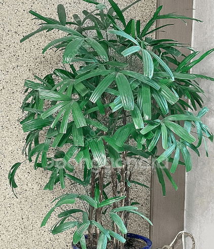 관음죽 키우는법