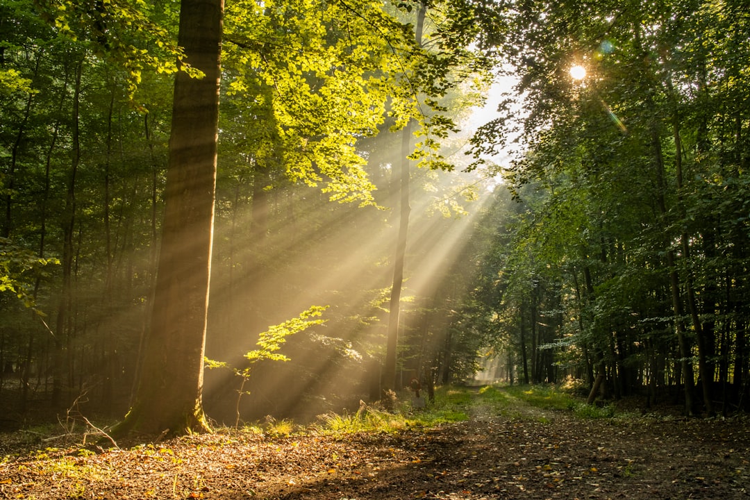 Sunlight
