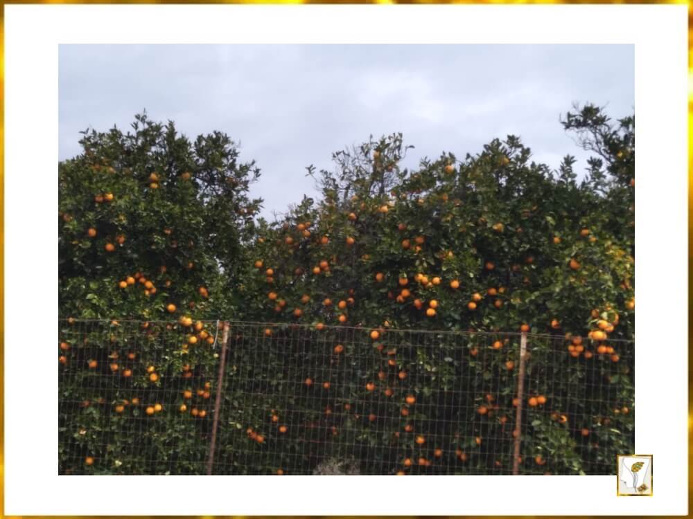 미국 캘리포니아-리버사이드-오렌지 농장