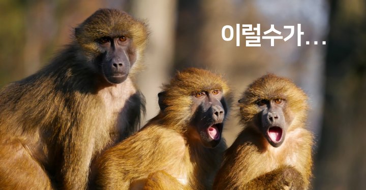 놀라는-원숭이-트랜스지방의-배신
