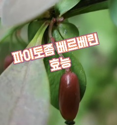 베르베린-효능