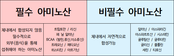 마산피티,비필수 아미노산도 섭취해야 하나요?!_비필수 아미노산 효능??