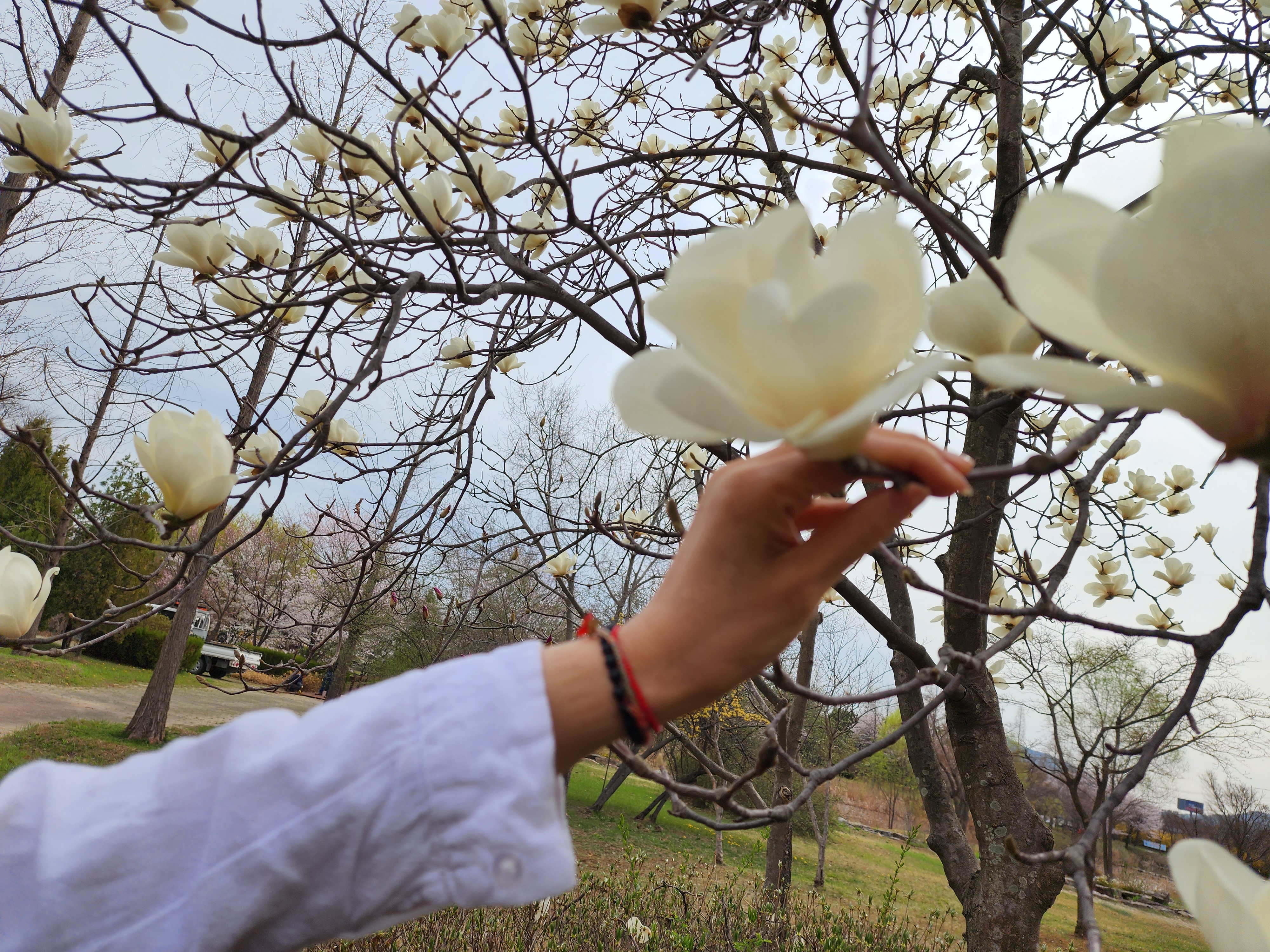 백목련 (이: 신이&amp;#44; 목필&amp;#44; 백목란&amp;#44; 영춘화 &amp;#124; 학명: Magnolia denudata)