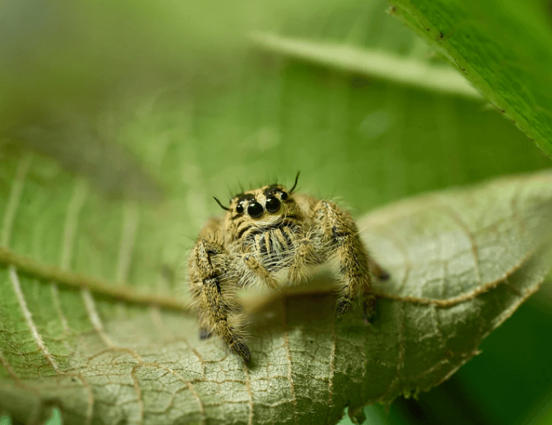 거미가 파란 잎사귀에 앉아있는 사진
