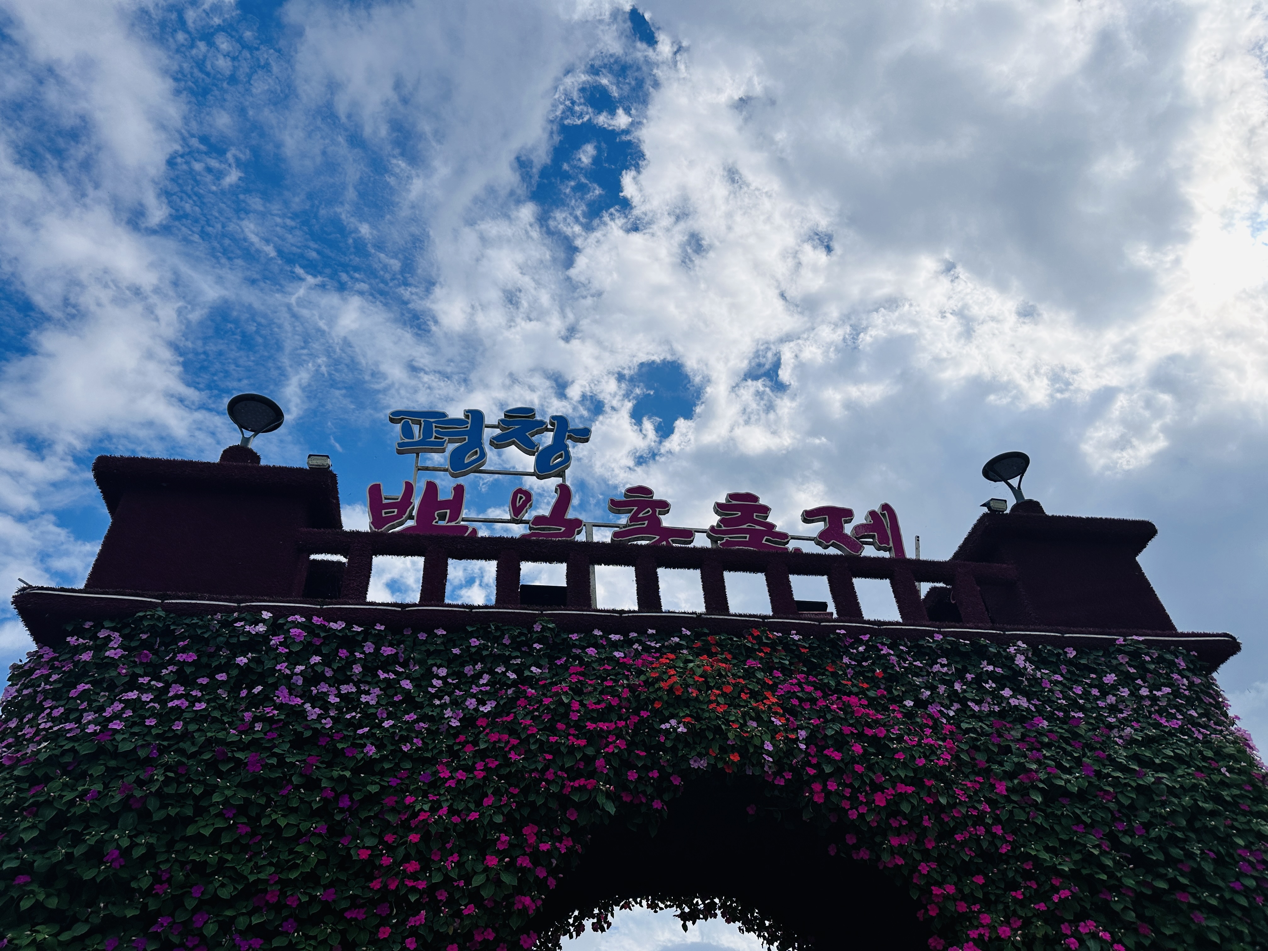 평창-백일홍-축제-꽃문