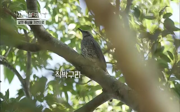 [4회] 자연의 철학자들 - KBS행복하냐고 묻는다면] 흙과 돌, 숲과의 눈맞춤 그리고 물속에서의 숨소리까지 오롯이 김창옥.ts_20220329_191155.650.jpg