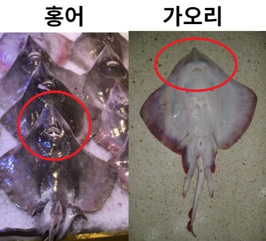  홍어와 가오리의 구분법과 차이점
