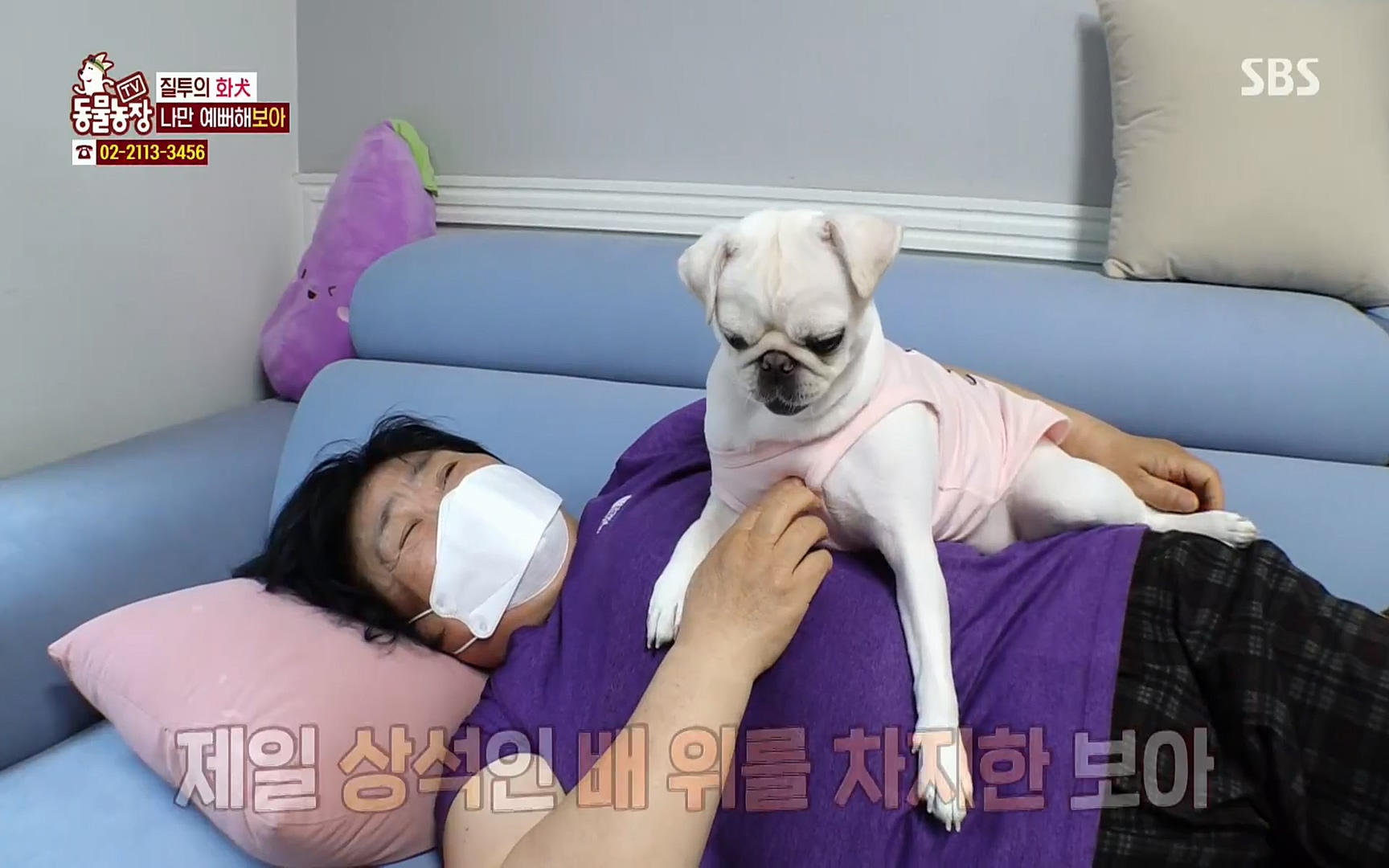 TV 동물농장.E1061.220320p.H264-F1RST.mp4_20220320_183552.620.jpg