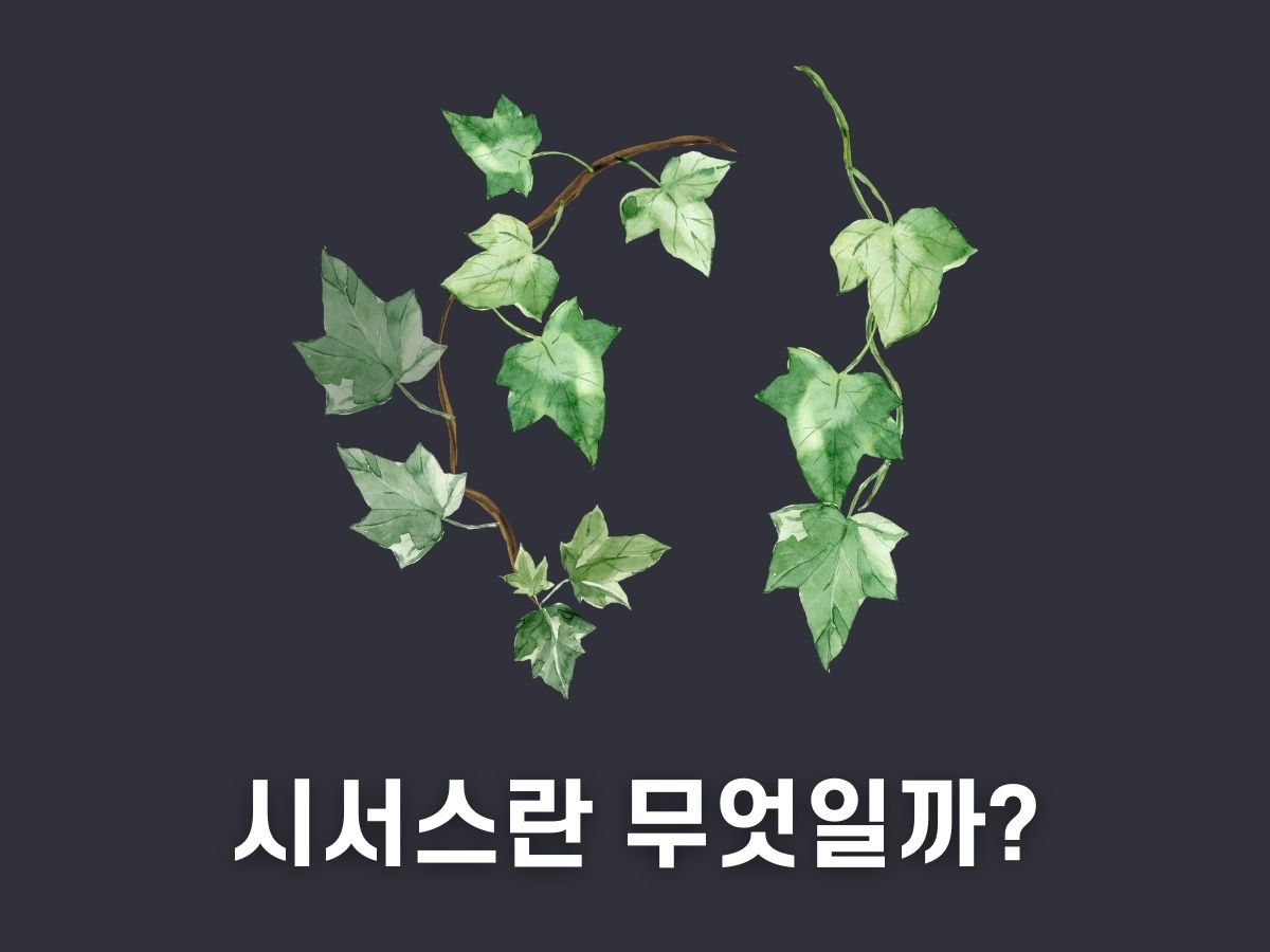 시서스 가루